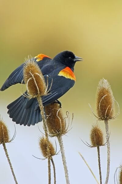 Red-winged Blackbird - male on teasel plant. Ridgefield National Wildlife Refuge, Washington, Pacific Northwest. Spring. tpl915