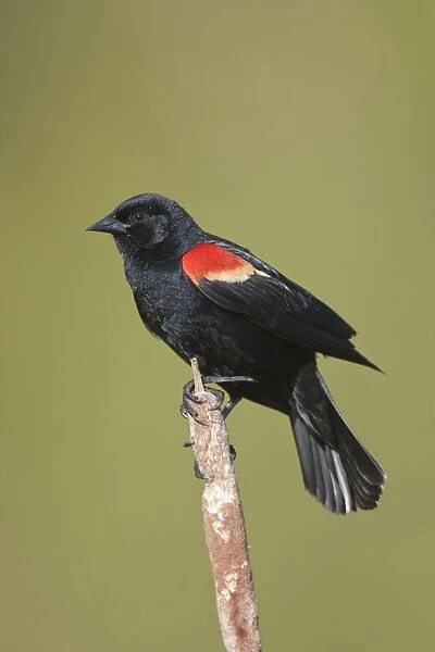 Red-winged Blackbird - male on territory in Spring