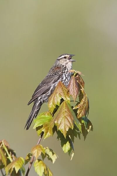 Red-winged Blackbird - singing - May - CT - USA