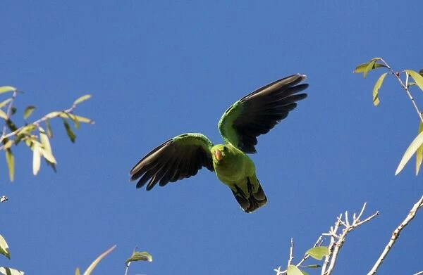 Red-winged Parrot in flight Inhabits open grassy woodlands and inland birds can be found in mulga and scrubby areas. Coastal birds sometimes visit mangroves. Found across the Top End, Queensland and into New South Wales