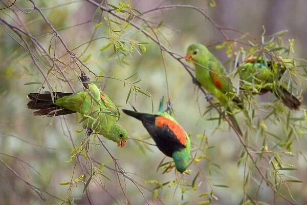 Red-winged Parrot - flock with several females and one male feeding in a tree - Northern Territory, Australia