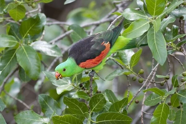 Red-Winged Parrot-Male Feeding on fruit. Carnarvon Gorge, Queensland, Australia