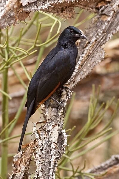 Red-winged Starling - male perched on tree trunk - Kruger National Park - South Africa