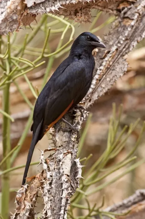 Framed Print : Red-winged Starling - male perched on tree trunk - Kruger National Park - South Africa Framed Print : Red-winged Starling - male perched on tree trunk - Kruger National Park - South Africa