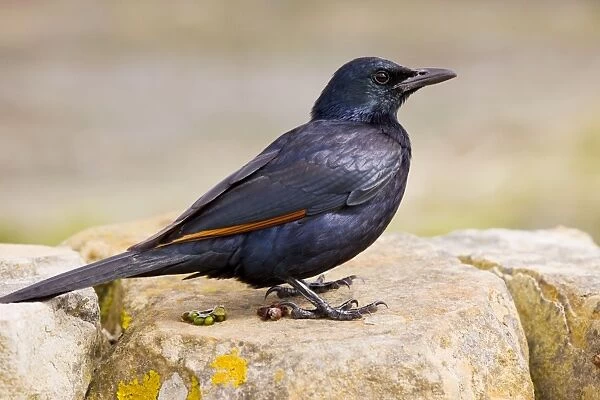 Red-winged Starling - male on rock - Cape - South Africa
