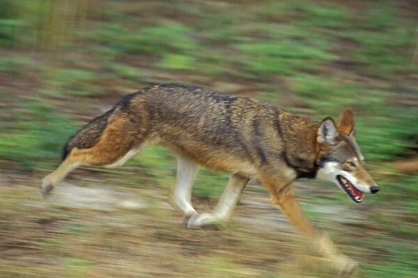 Red Wolf Endangered species. Southeastern USA. MW1944