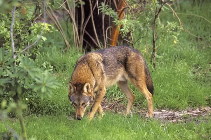 Framed Print : Red Wolf TOM 610 Southeastern U. S. A. Canis rufus © Tom & Pat Leeson / ardea. com Framed Print : Red Wolf TOM 610 Southeastern U. S. A. Canis rufus © Tom & Pat Leeson / ardea. com
