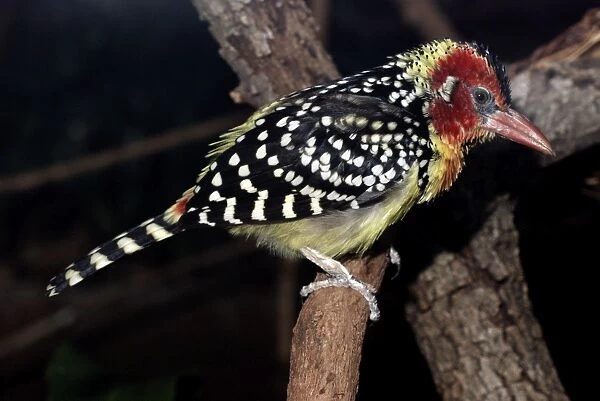 Red and Yellow Barbet - East Africa