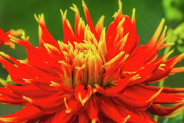 Red yellow orange dinnerplate dahlia blooming. Dahlia named Show N Tell Date: 07-02-2021