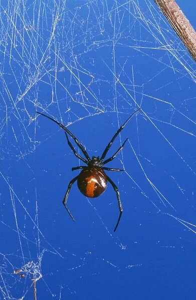Redback Spider - female, very poisonous. Australia Fam: Theridiidae