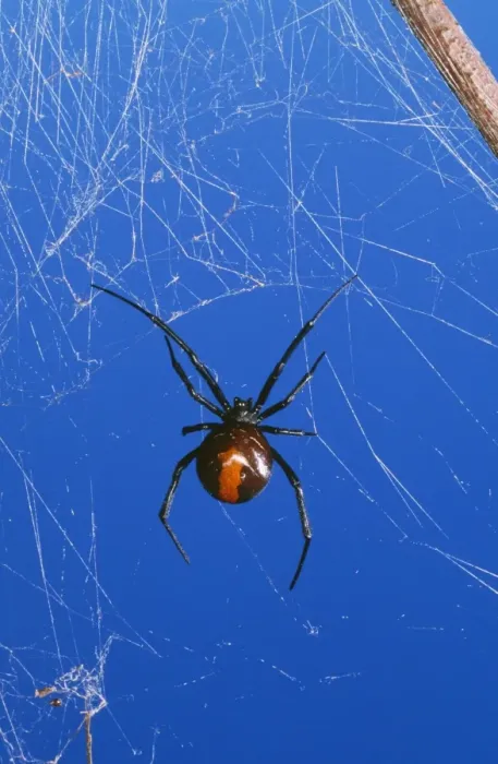 Framed Print : Redback Spider - female, very poisonous. Australia Fam: Theridiidae Framed Print : Redback Spider - female, very poisonous. Australia Fam: Theridiidae