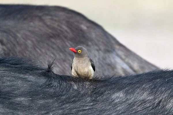 Redbilled Oxpecker - on back of buffalo - Sabi Sands Game Reserve - South Africa