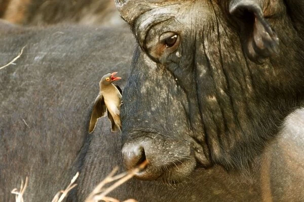 Redbilled Oxpecker on Cape buffalo (Syncerus caffer)- Symbiosis by cleaning the buffalo skin from ticks. Oxpecker beak open because of the heat Sabi Sabi game reserve, South Africa