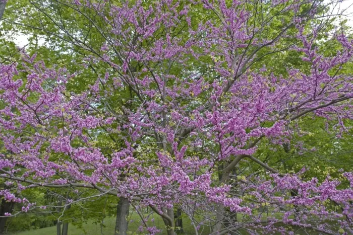 Framed Print : Redbud - New York - Native to much of Eastern and Central U. S. - Cultivated as an ornamental in the northeastern United States and western Europe - May reach 50 feet in height Framed Print : Redbud - New York - Native to much of Eastern and Central U. S. - Cultivated as an ornamental in the northeastern United States and western Europe - May reach 50 feet in height