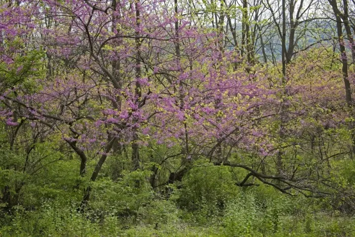 Framed Print : Redbud Tree - Native to much of Eastern and Central U. S. - Cultivated as an ornamental in the northeastern United States and western Europe - May reach 50 feet in height. - New York, USA Framed Print : Redbud Tree - Native to much of Eastern and Central U. S. - Cultivated as an ornamental in the northeastern United States and western Europe - May reach 50 feet in height. - New York, USA