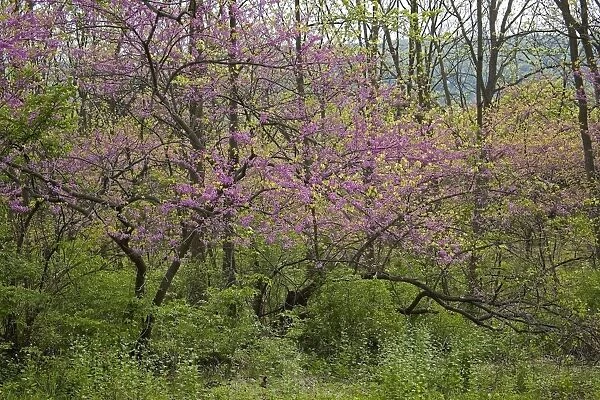 Redbud Tree - Native to much of Eastern and Central U. S. - Cultivated as an ornamental in the northeastern United States and western Europe - May reach 50 feet in height. - New York, USA