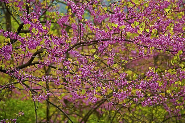 Redbud Tree - New York, USA - Native to much of Eastern and Central U. S. - Cultivated as an ornamental in the northeastern United States and western Europe - May reach 50 feet in height