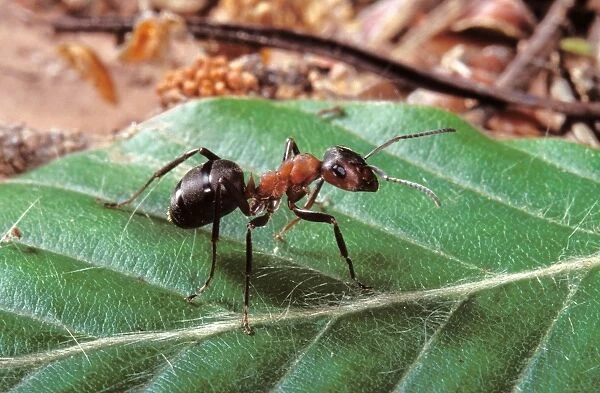 Reddish-brown European Ant Europe