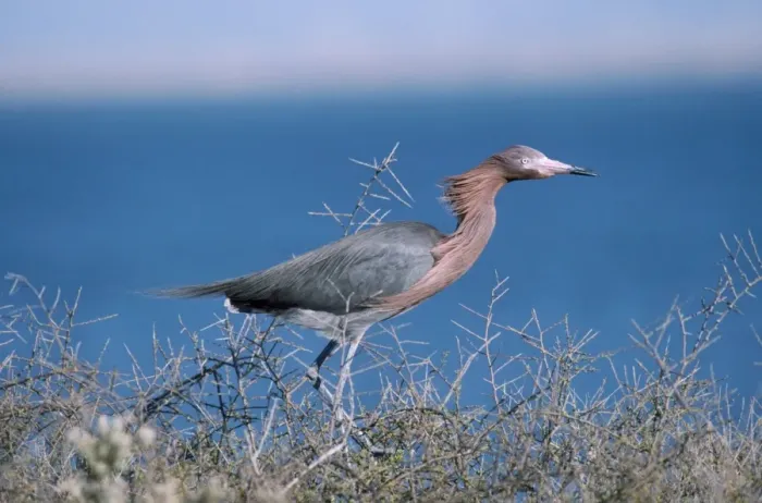 Framed Print : Reddish Egret Framed Print : Reddish Egret