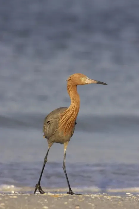 Framed Print : Reddish Egret Fort de Soto, florida, USA BI000341 Framed Print : Reddish Egret Fort de Soto, florida, USA BI000341