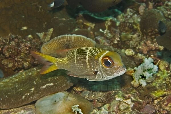 Redfin Emperor - Rarely exceeds 30cm in length. Usually seen hovering above the coral rubble - Papua New Guinea