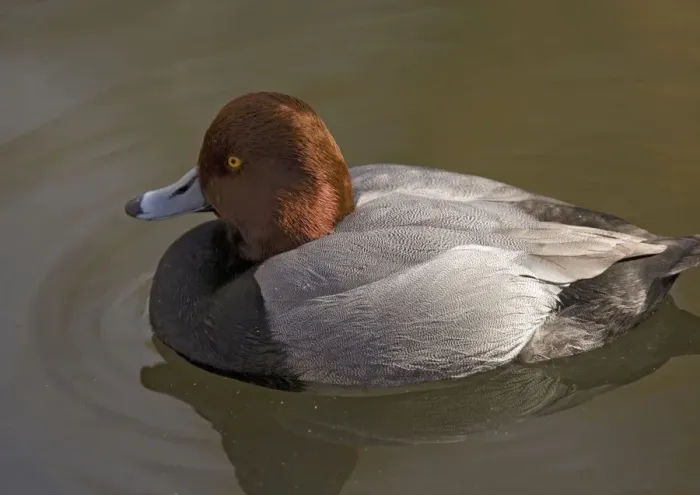 Framed Print : Redhead / American Pochard Duck Framed Print : Redhead / American Pochard Duck