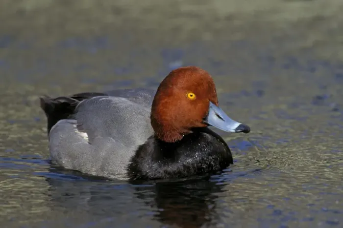 Framed Print : Redhead duck - Male California, USA bd731 Framed Print : Redhead duck - Male California, USA bd731