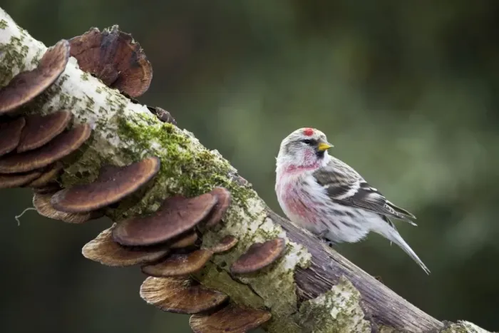 Framed Print : Redpoll - on branch with fungi Framed Print : Redpoll - on branch with fungi