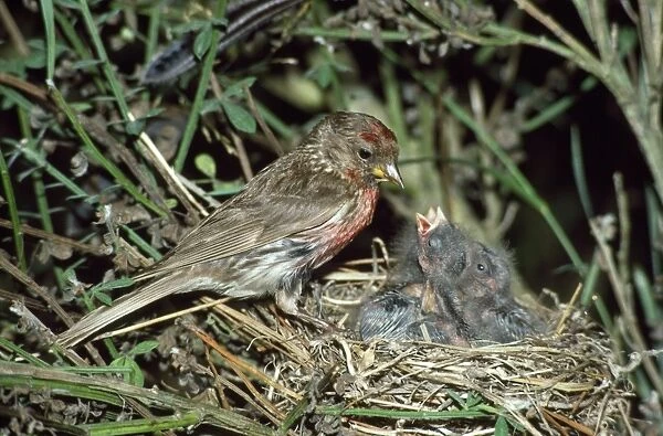 Redpoll - at nest with young