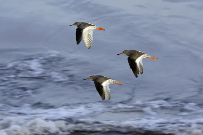 Framed Print : Redshank - 3 birds flying over North Sea, autumn. Northumberland, UK