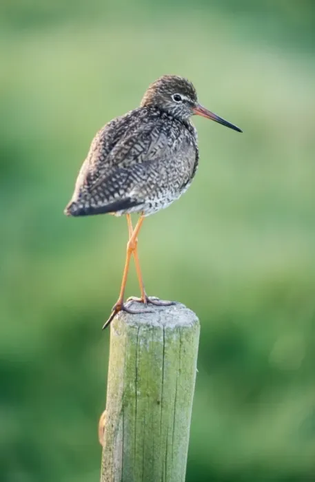 Framed Print : Redshank Bird Framed Print : Redshank Bird