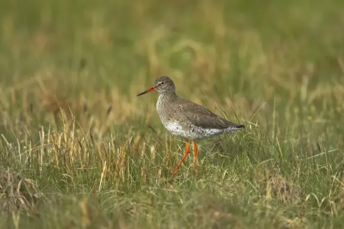 Framed Print : Redshank - On breeding grounds Tringa totanus Unst, Shetland, UK BI011226 Framed Print : Redshank - On breeding grounds Tringa totanus Unst, Shetland, UK BI011226
