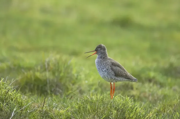 Framed Print : Redshank - Calling on breeding grounds Tringa totanus Unst, Shetland, UK BI011230 Framed Print : Redshank - Calling on breeding grounds Tringa totanus Unst, Shetland, UK BI011230