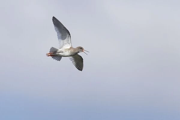 Redshank - Calling in flight Tringa totanus Unst, Shetland, UK BI011327