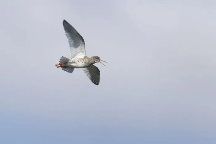 Framed Print : Redshank - Calling in flight Tringa totanus Unst, Shetland, UK BI011327