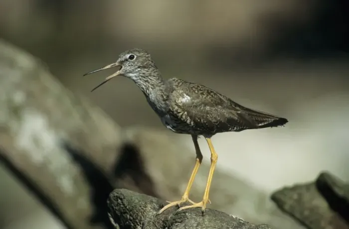 Framed Print : Redshank - Calling. Pensthorpe, Norfolk, UK BI006872