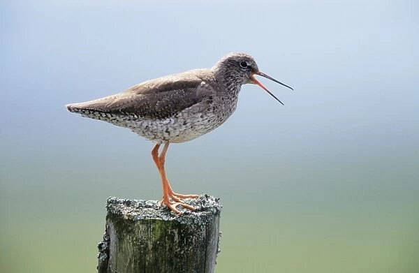 Redshank - calling from post