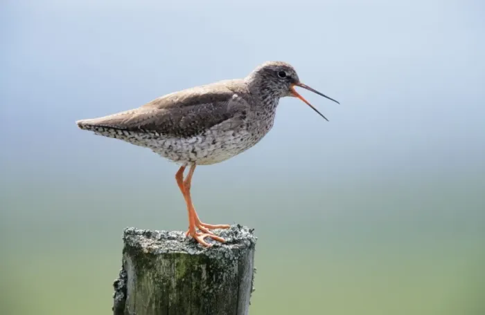 Framed Print : Redshank - calling from post Framed Print : Redshank - calling from post