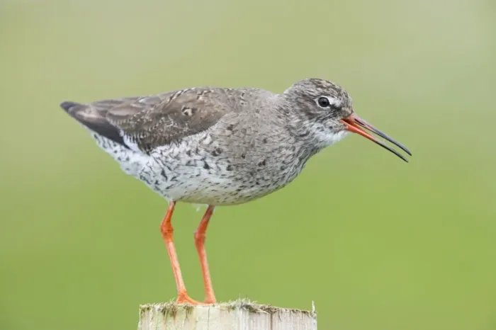 Framed Print : Redshank - Calling from post Tringa totanus Shetland Mainland, UK BI011292 Framed Print : Redshank - Calling from post Tringa totanus Shetland Mainland, UK BI011292