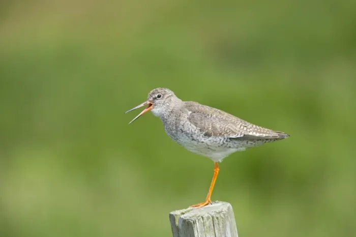 Framed Print : Redshank - Calling from post Tringa totanus Shetland Mainland, UK BI011295 Framed Print : Redshank - Calling from post Tringa totanus Shetland Mainland, UK BI011295