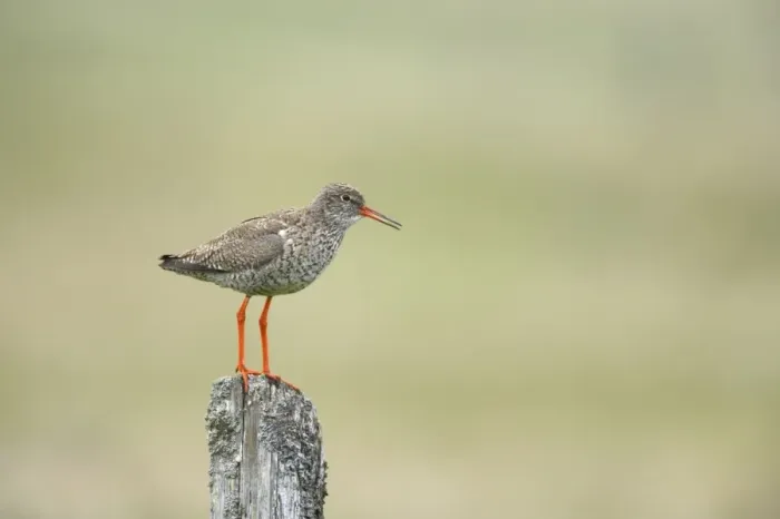 Framed Print : Redshank - Calling from post Tringa totanus Yell, Shetland, UK BI011265 Framed Print : Redshank - Calling from post Tringa totanus Yell, Shetland, UK BI011265