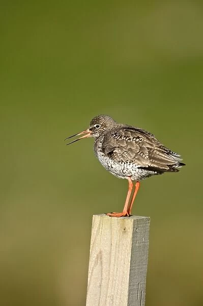 Redshank - calling - standing on wooden fence post - North Uist - Outer Hebrides
