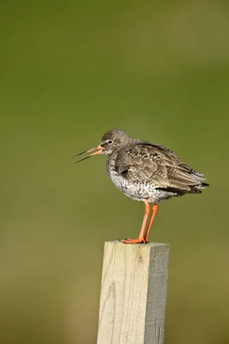 Framed Print : Redshank - calling - standing on wooden fence post - North Uist - Outer Hebrides Framed Print : Redshank - calling - standing on wooden fence post - North Uist - Outer Hebrides