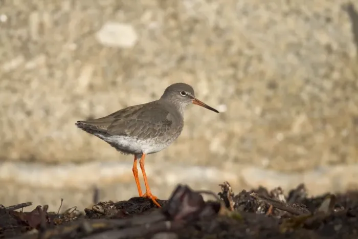Framed Print : Redshank - Cornwall - UK Framed Print : Redshank - Cornwall - UK