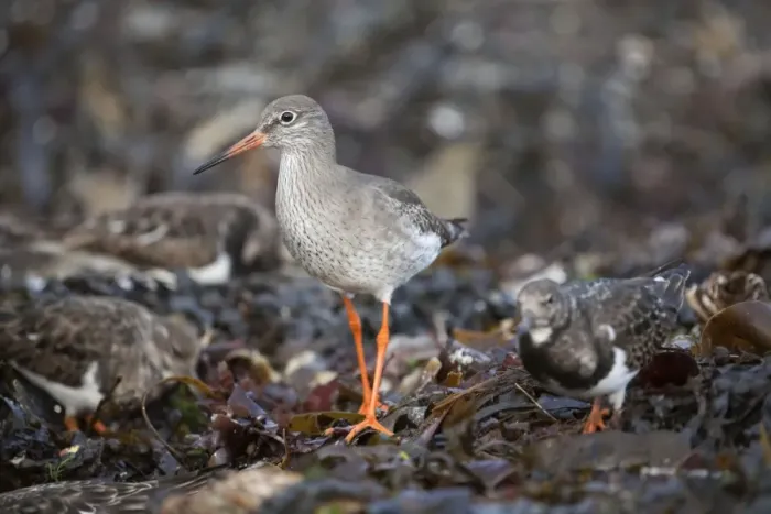 Framed Print : Redshank - Cornwall - UK Framed Print : Redshank - Cornwall - UK