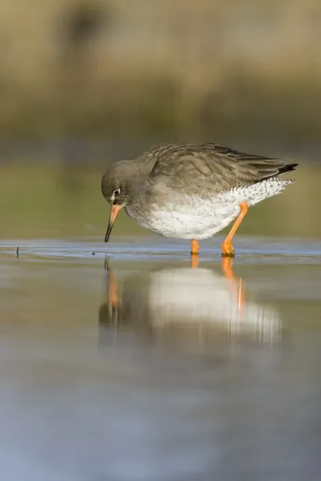 Framed Print : Redshank Feeding on flies near the water surface. Cleveland, UK Framed Print : Redshank Feeding on flies near the water surface. Cleveland, UK