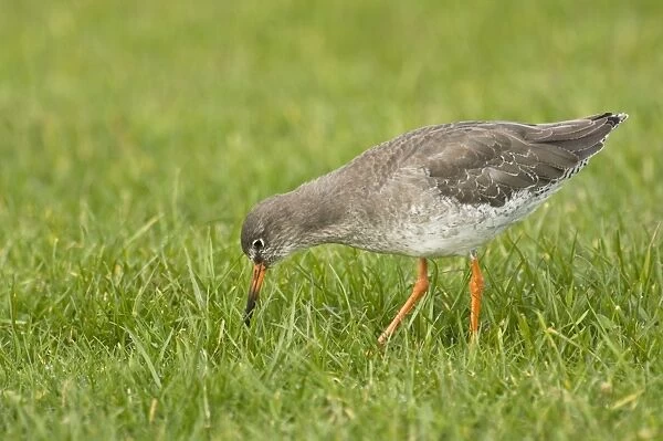 Redshank - feeding in grass field - Yorkshire - UK