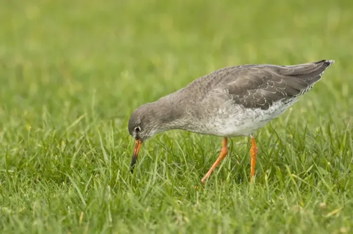 Framed Print : Redshank - feeding in grass field - Yorkshire - UK Framed Print : Redshank - feeding in grass field - Yorkshire - UK