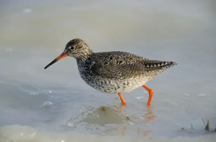 Framed Print : Redshank - feeding in tidal water Framed Print : Redshank - feeding in tidal water