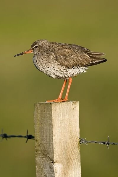 Redshank - on fence post with barbed wire - North Uist - Outer hebrides